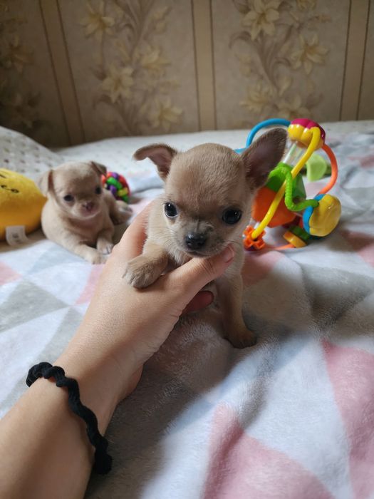 Щеночки Чихуахуа