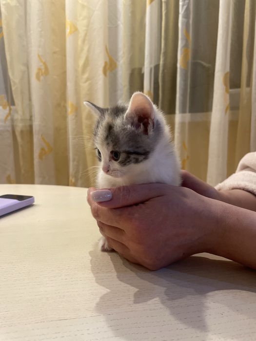 Віддаємо кошенят в добрі руки