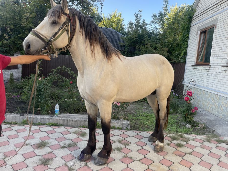 Продам лошад жеребец 6 лет