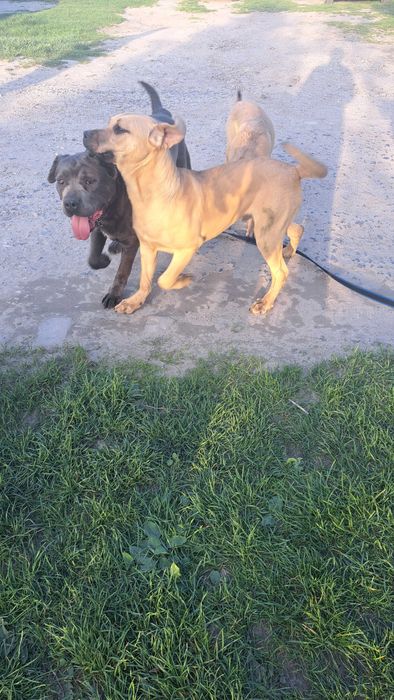 Cane corso piesek!