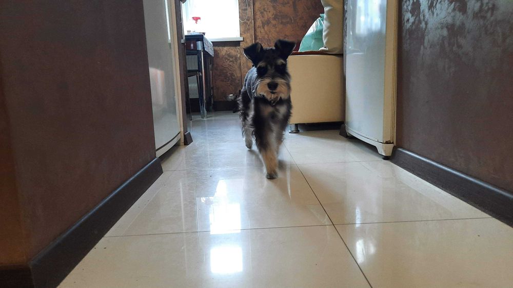 Цвергшнауцер вʼязка