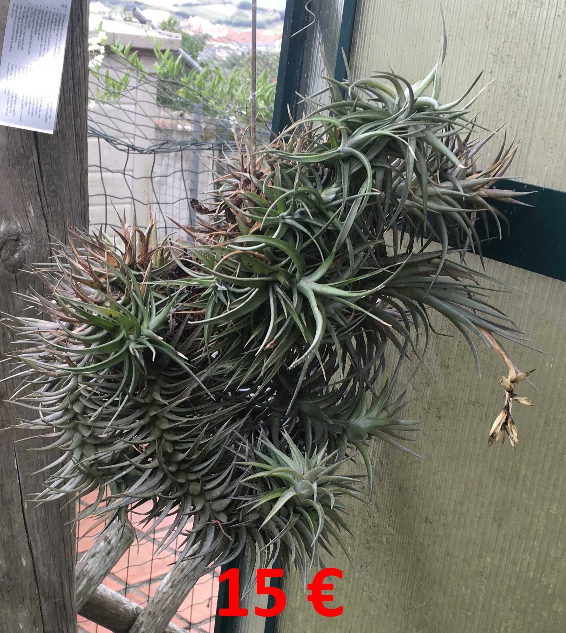 Plantas aereas (Tillandsia paucifolia)