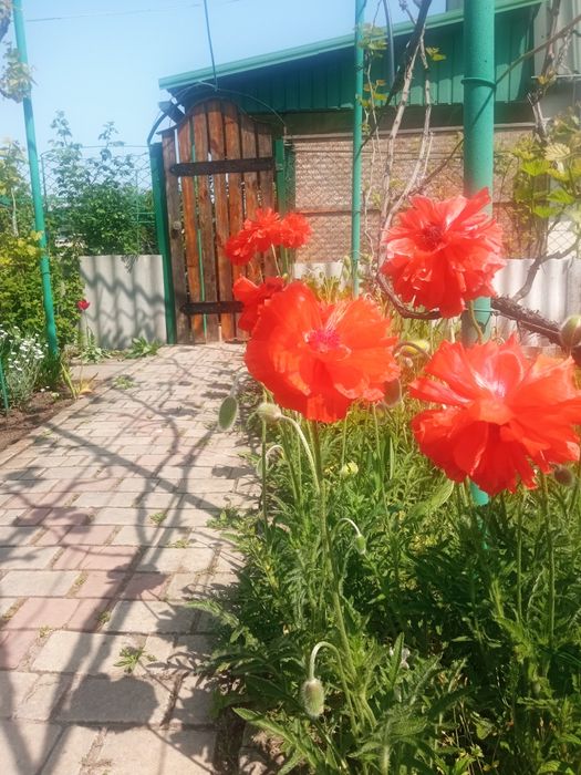 Продам дом в Кошарах