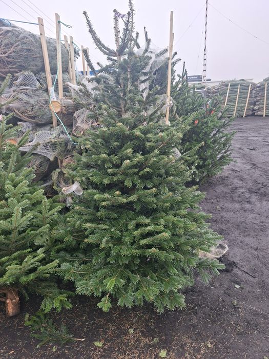 Choinki Jodła Kaukaska hurt
