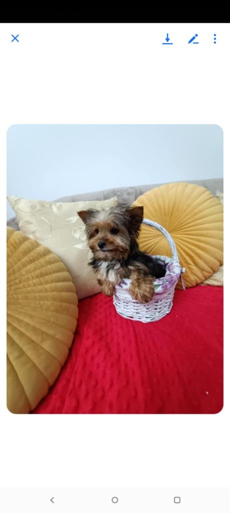 Yorkshire terrier sunia