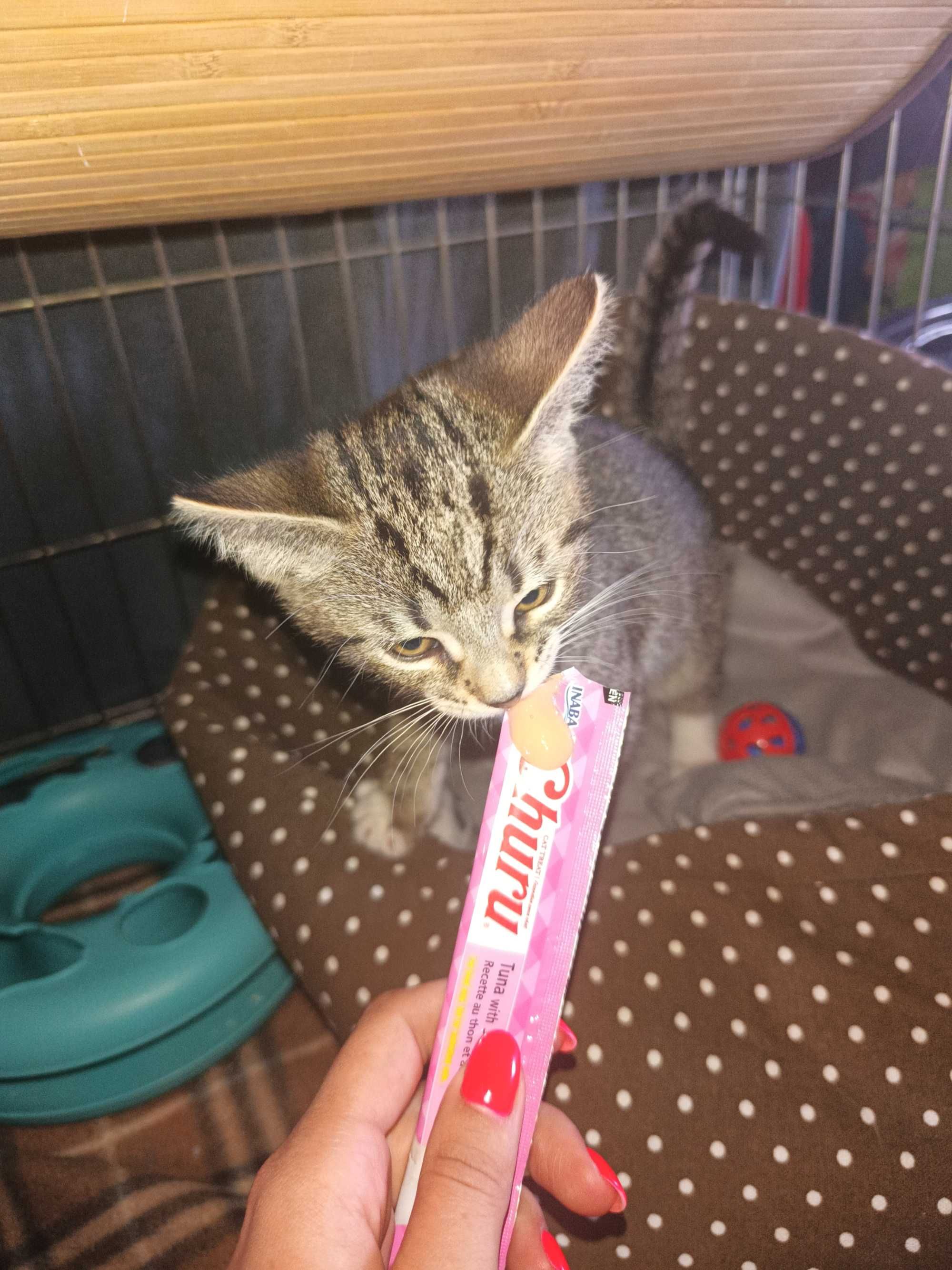 Kotki do adopcji
