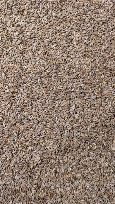 Ostropest plamisty ekologiczny nasiona na zdrowy olej