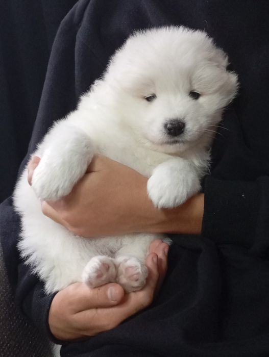 Cudny szczeniaczek rasy samoyed