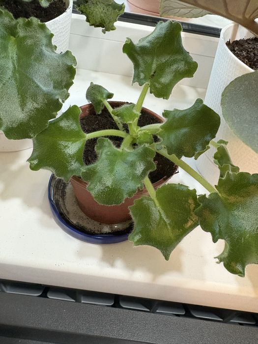 Молоді фіалки по 30 грн сенполії. Розпродаж!