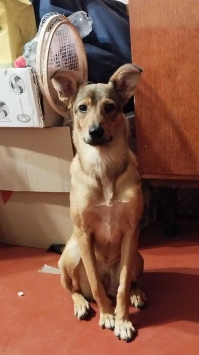 Безкоштовно в добрі руки