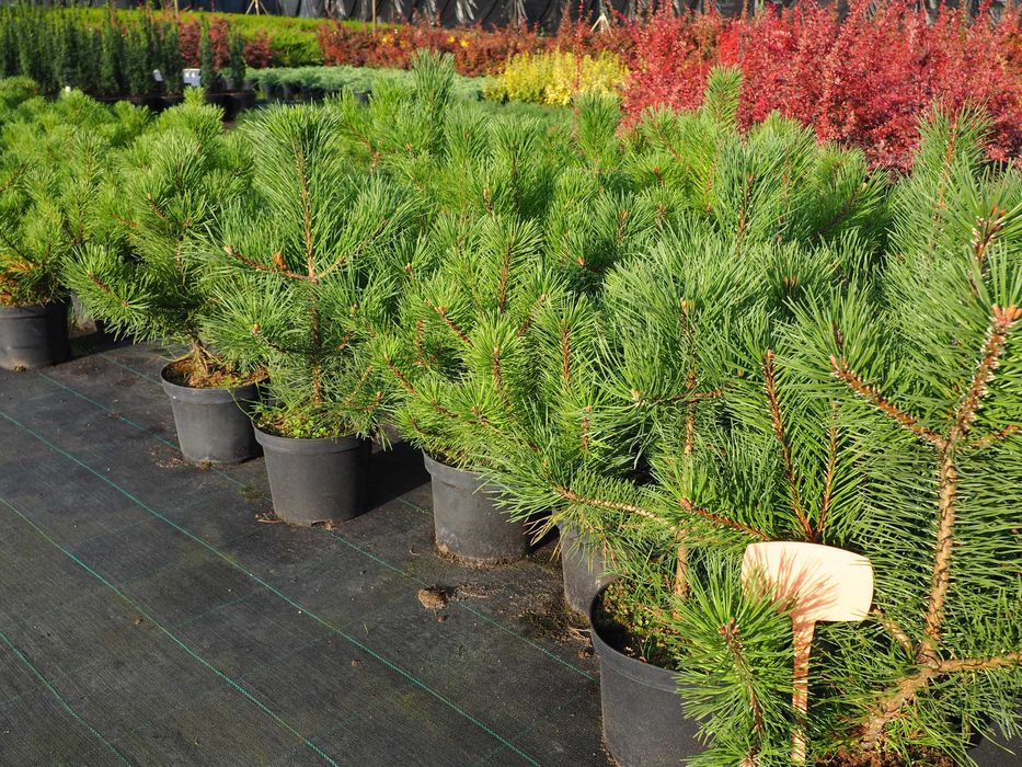 TUJA Tuje SZMARAGD  100cm-120cm PROMOCJA Łabiszyn