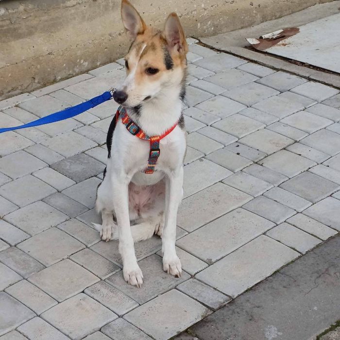 Микка мелкая собачка