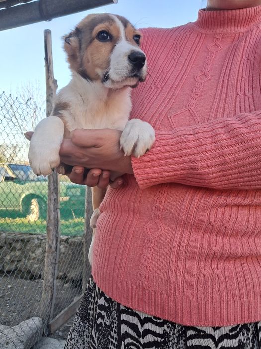 Цуценята породи туркменський алабай.