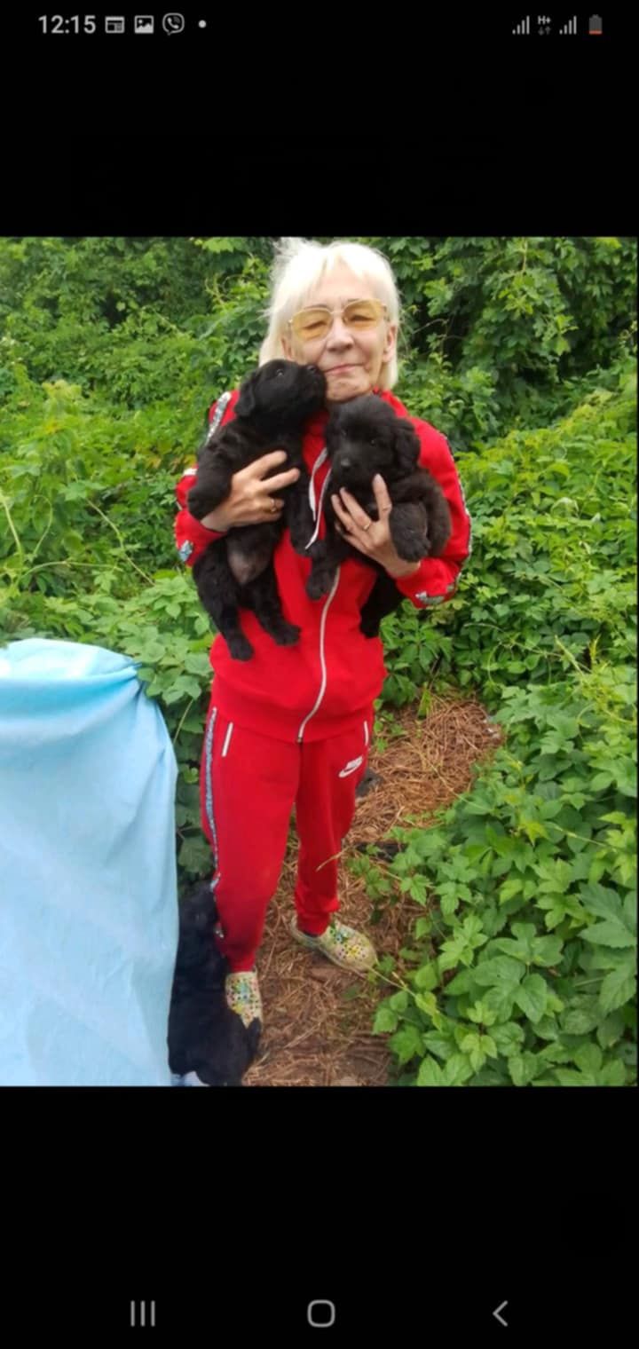 Віддам в добрі руки цуценят