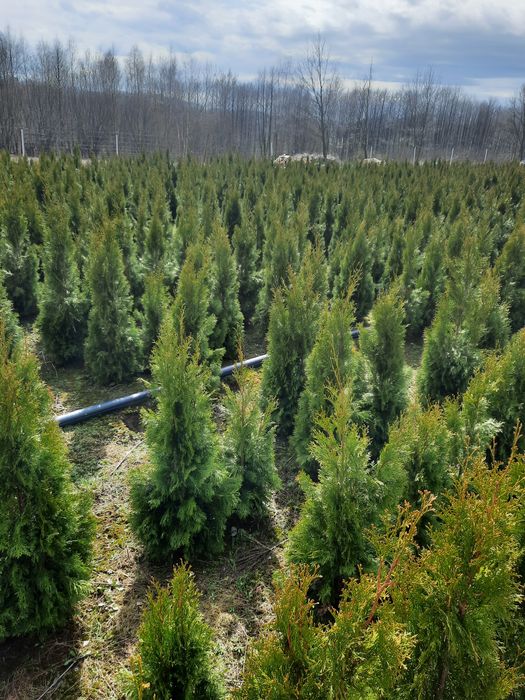 Tuja szmaragd 120 180cm WYPRZEDAŻ