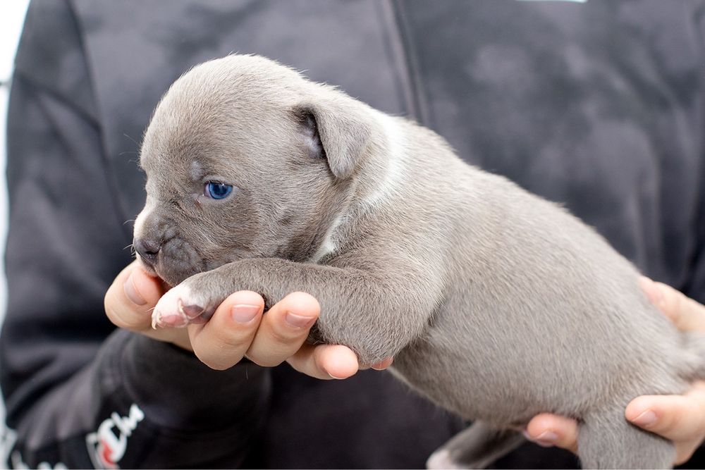 Два братики амстафф голубі шукають родину