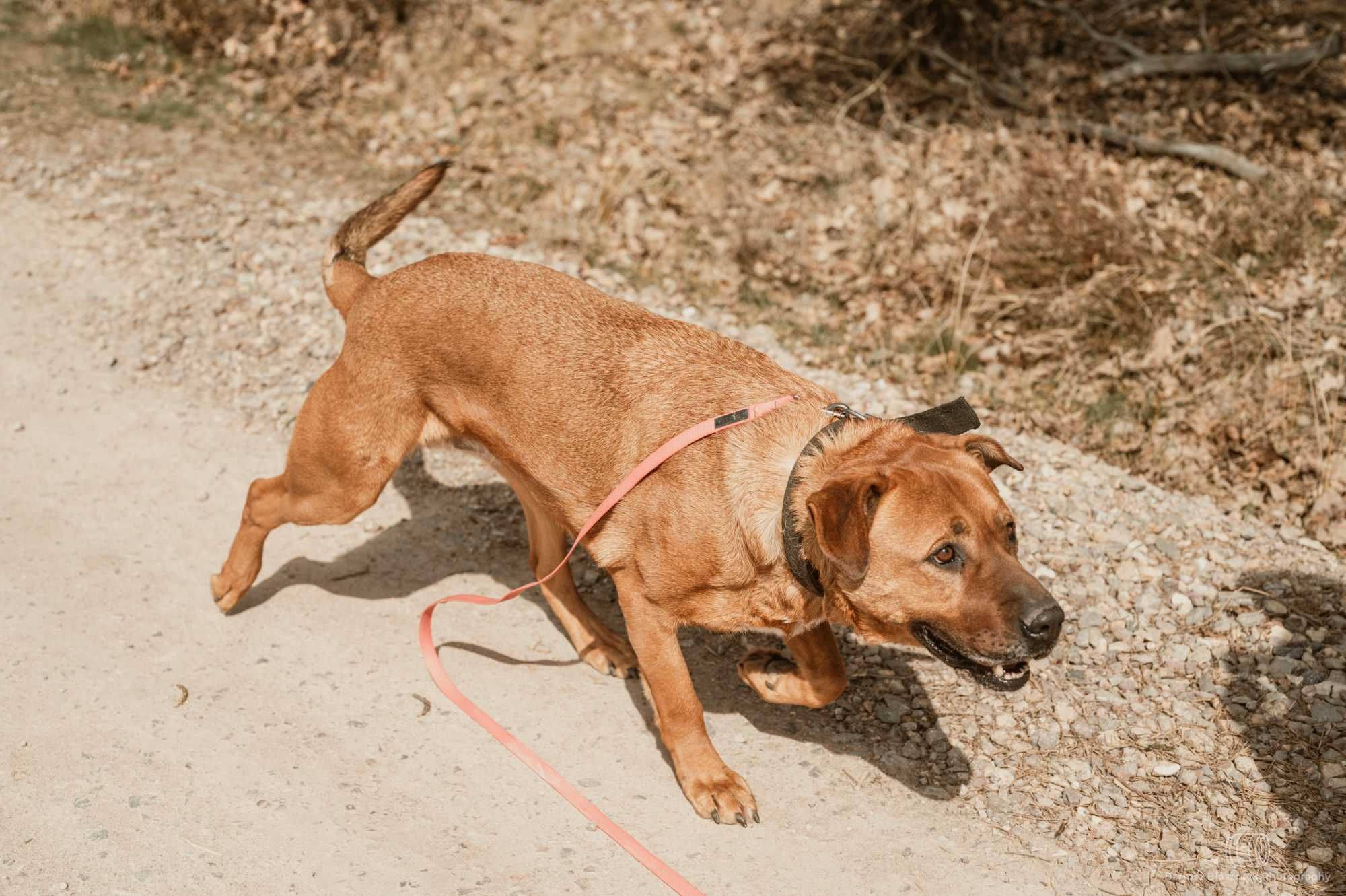 Tosa inu Buddy szuka swojej nowej rodziny 5l. 45kg duży