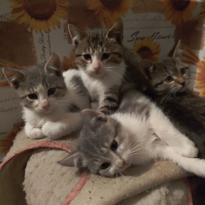 Отдам в добрые руки