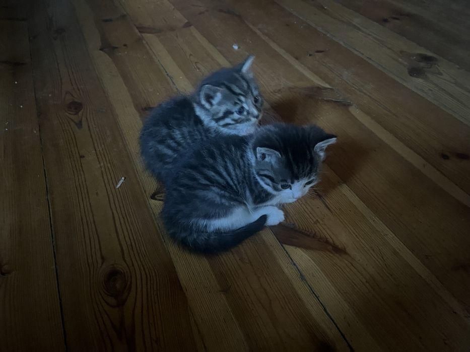 Mam do wydania cztery kociaki urodziły się 28 września .Drugi miot