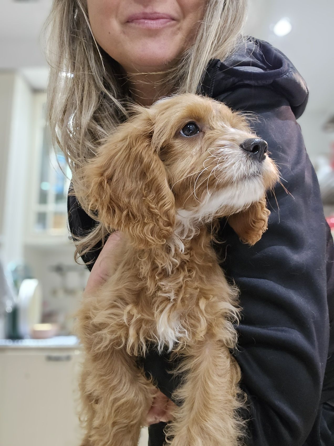 Cockapoo / dziewczynka