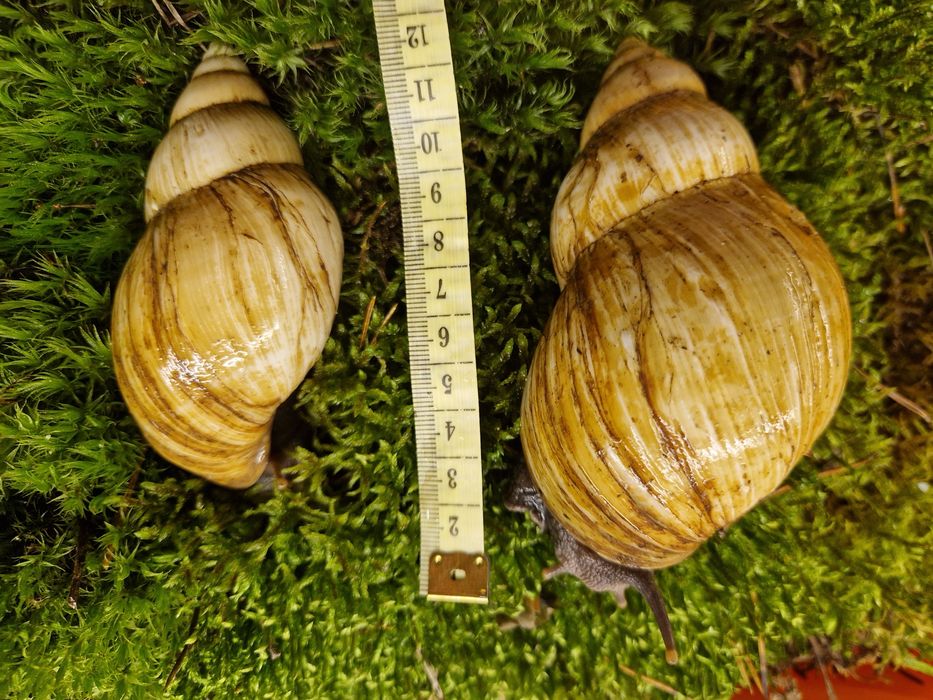 Подарунковий набір УляСет5 Ахатина Фуліка