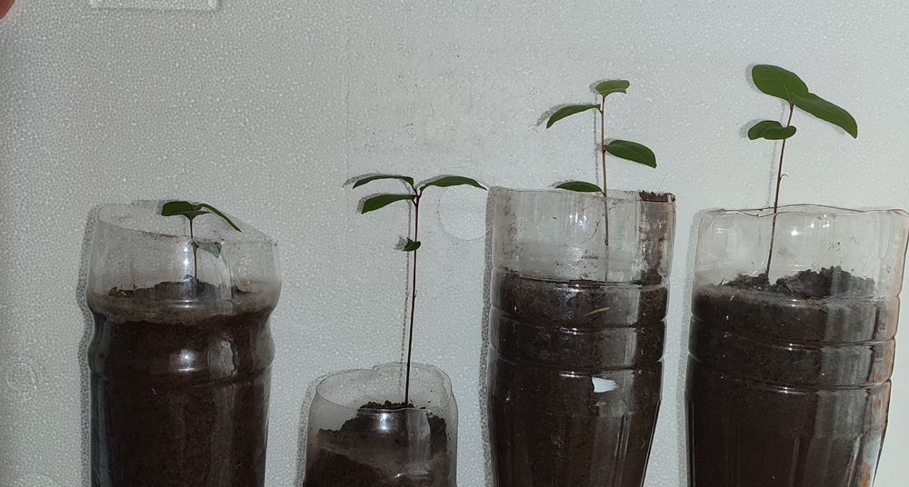 Саженцы лаврового листа и розмарина