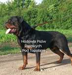 Super piesek /Rottweiler