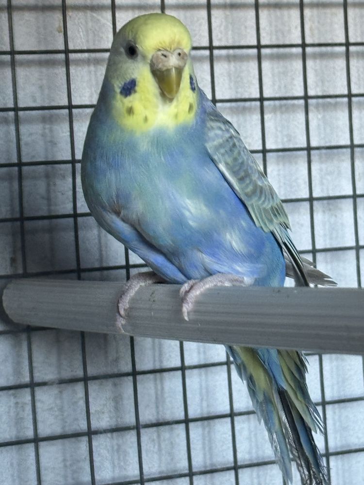 Vendo separadamente ou em lote ,tenho mais aves em outro anuncio