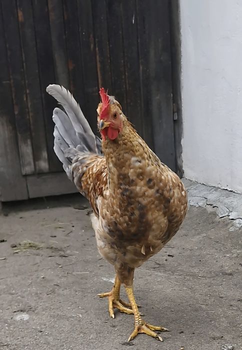 Kogut (4mies.)- mieszaniec