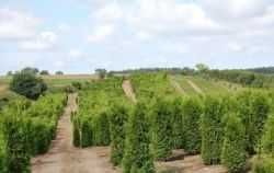 Tuja brabant 80-100 cm Thuja brabant Balot Trans gratis Konin