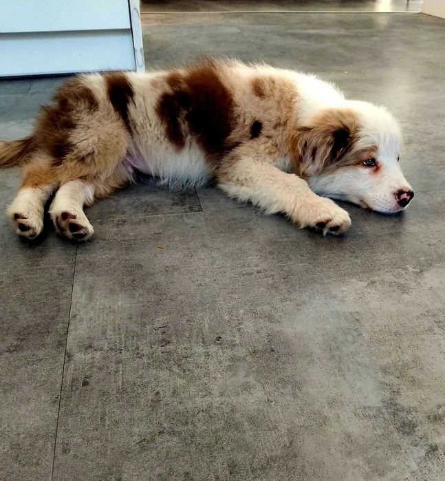 Piękny szczeniak Border Collie FCI