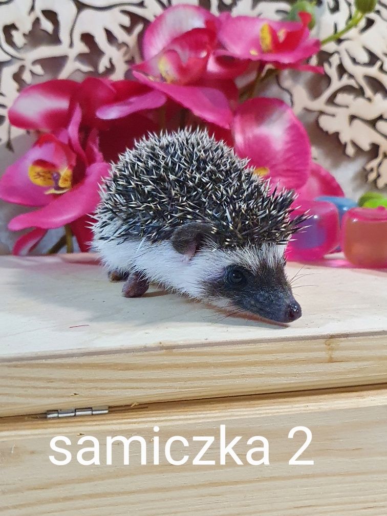 Jeż afrykanski jez pigmejski