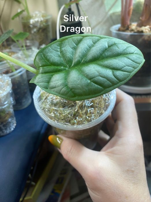 Продам алоказію от 100 грн