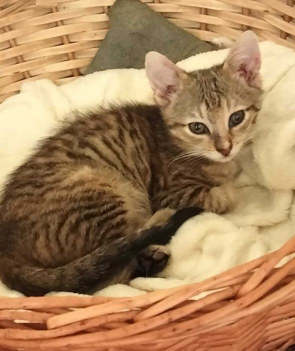 Кошенятко шукає люблячу родину!