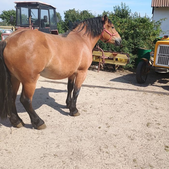 Klacz  gniada Zimnokrwista