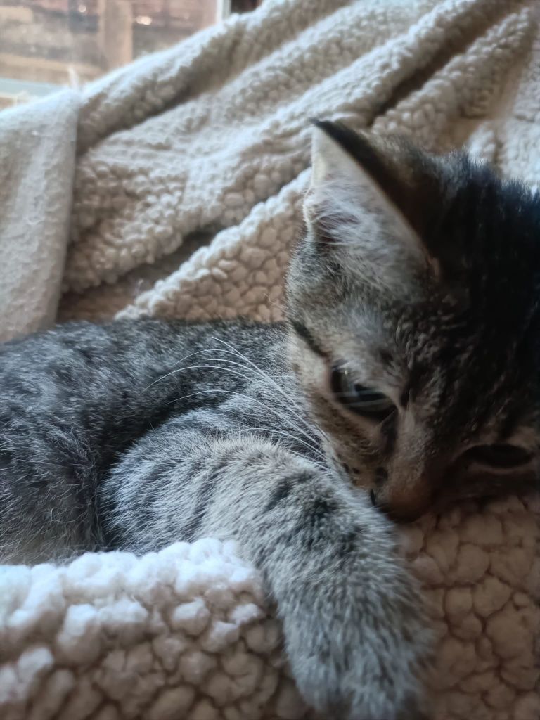 Gatinhos bebés para adoção