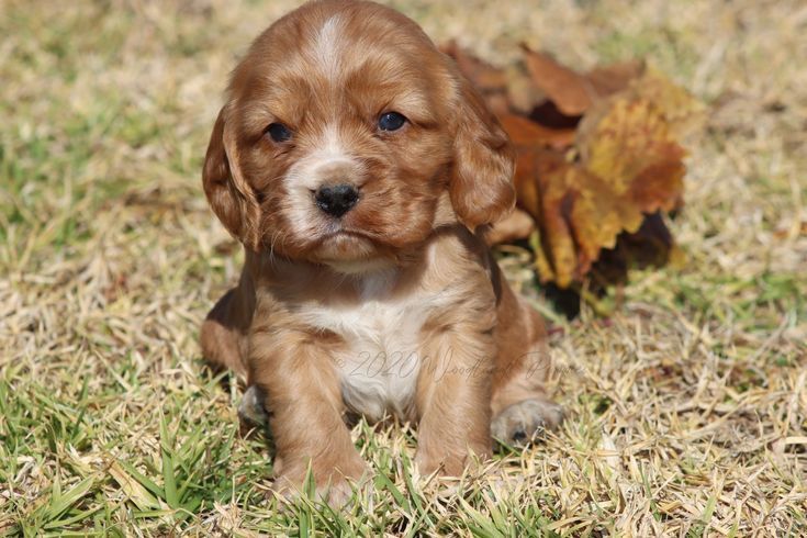 Миле цуценя кокер-спанієля чекає на вас