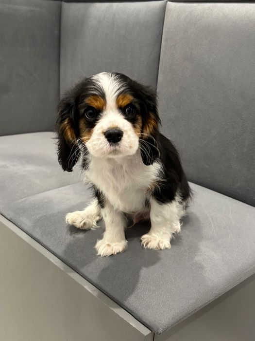 Sprzedam Cavalier king charles spaniel