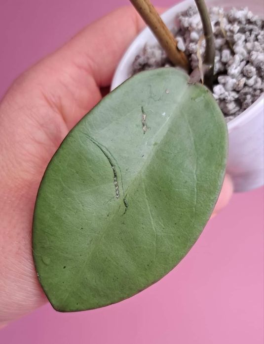 Hoya Silver Dollar