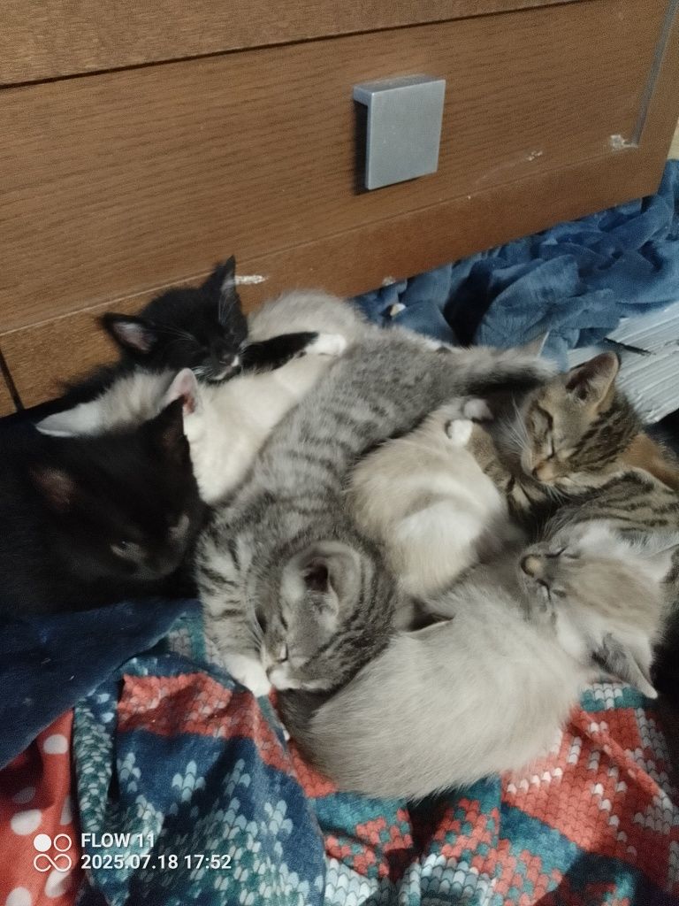 6 małych kotów do oddania za 2 tygodnie