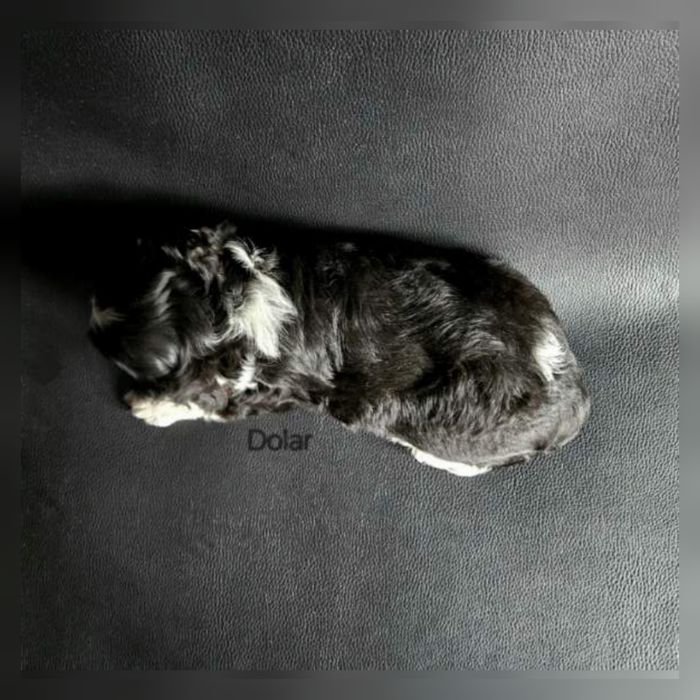 Cavalier King Charles Spaniel piesek