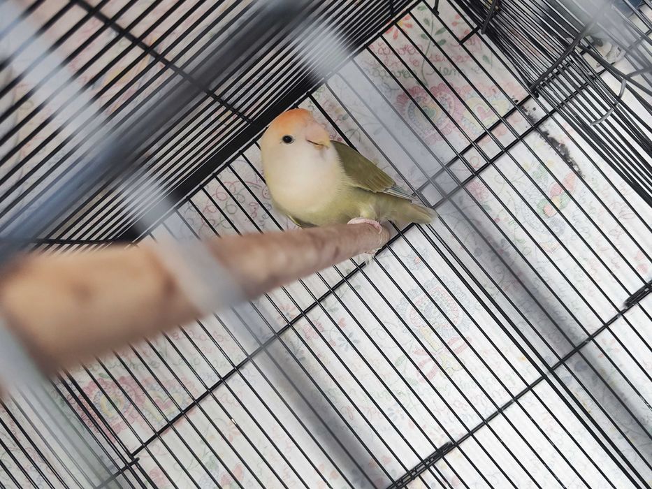 Agapornis Rosicollis