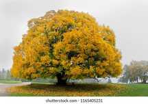 Sementes de acer pseudoplatanus