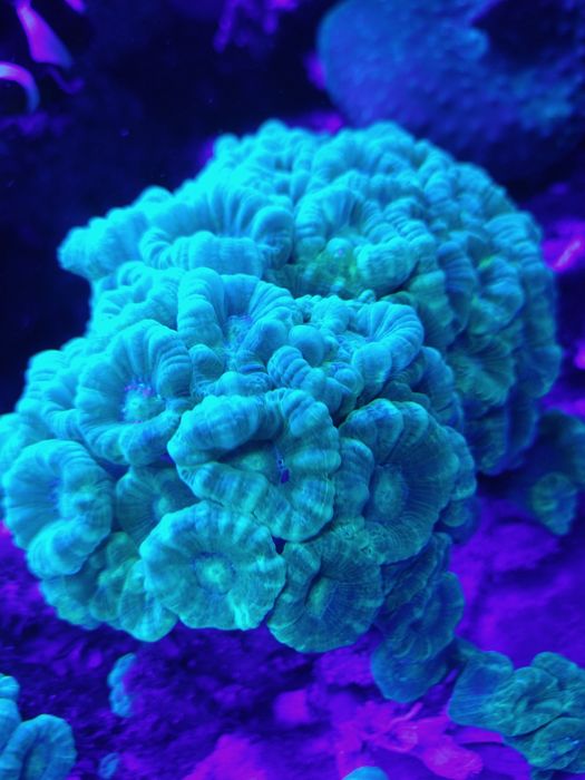 Calustrea fluo zamiana