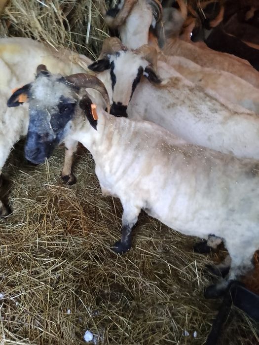 Sprzedam owce górskie