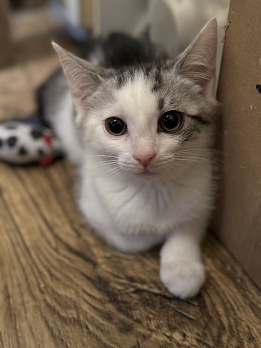 4 kotki i jeden kocurek - do adopcji Poznan