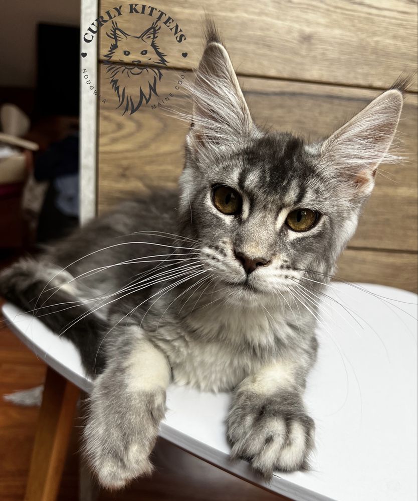 Kotka Maine Coon