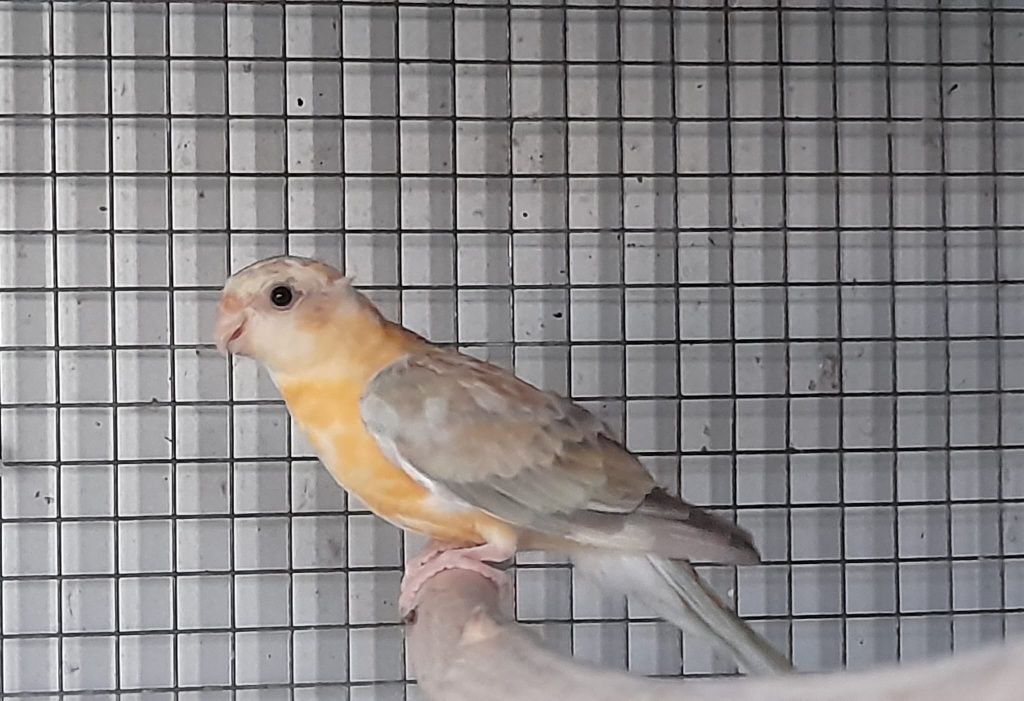 Red rumped  2025