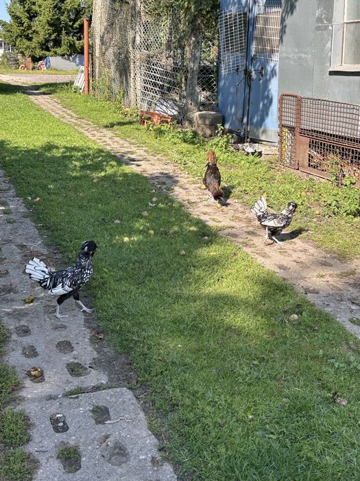 Czubatka srebrna kogut