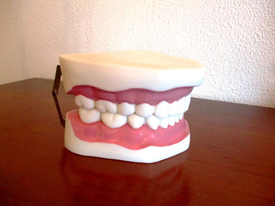 Modelo de dentes - medicina dentária